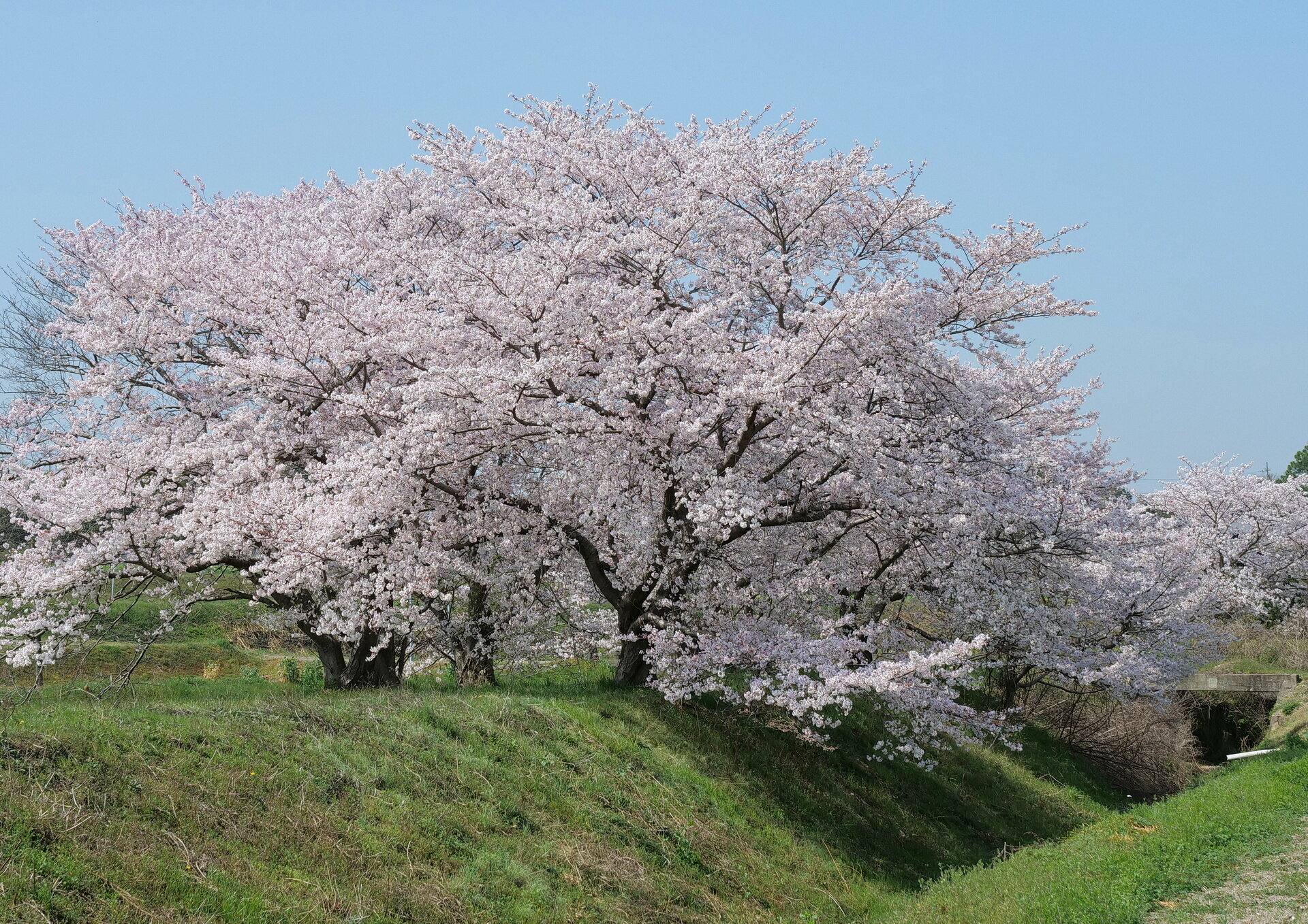 稲美町草谷の桜と芝桜 21 04 02 Senaojinのblog