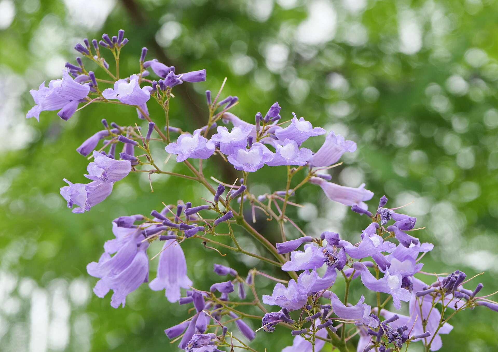 ジャカランダの花 06 05 Senaojinのblog