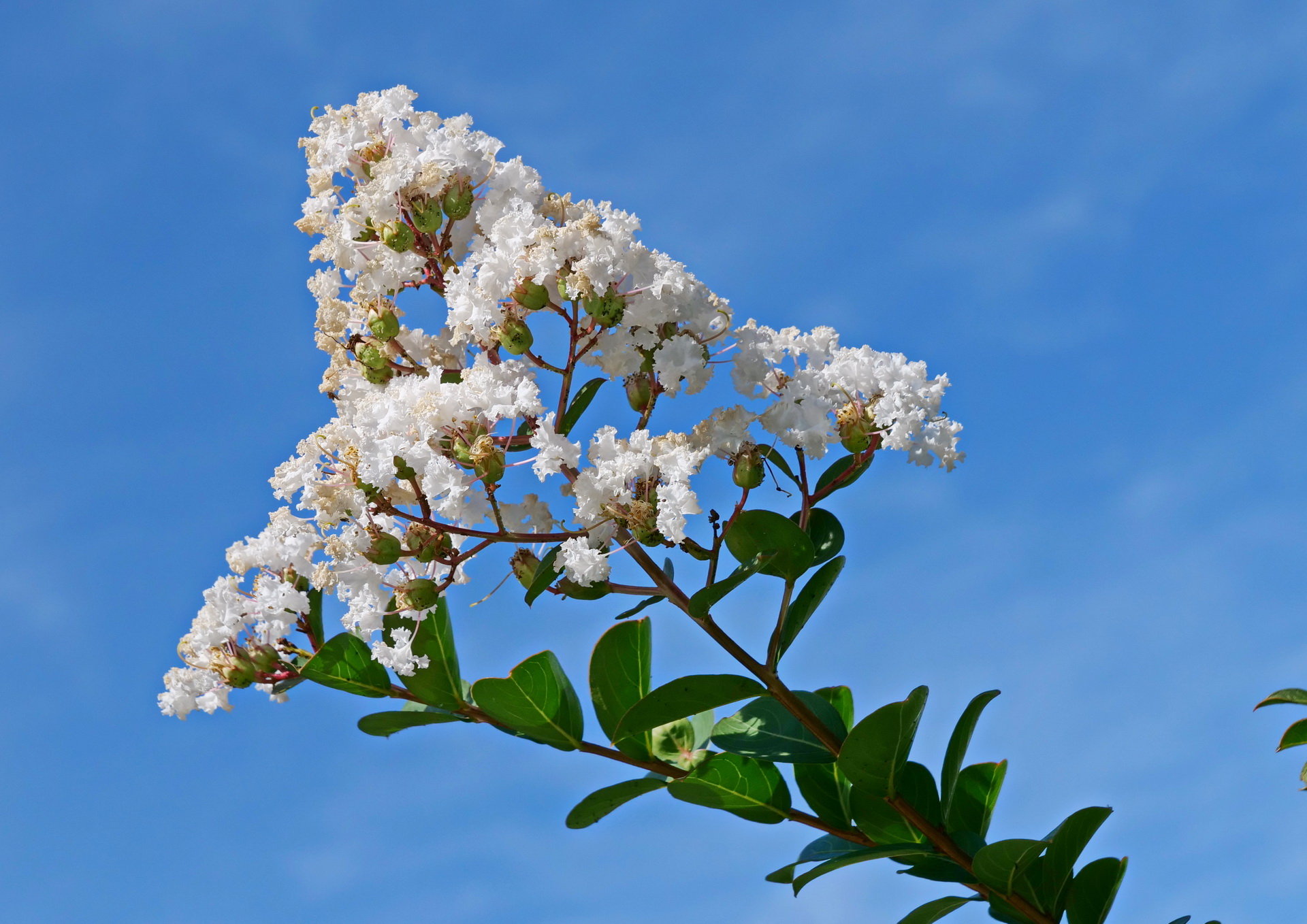 百日紅 白い花 19 09 Senaojinのblog