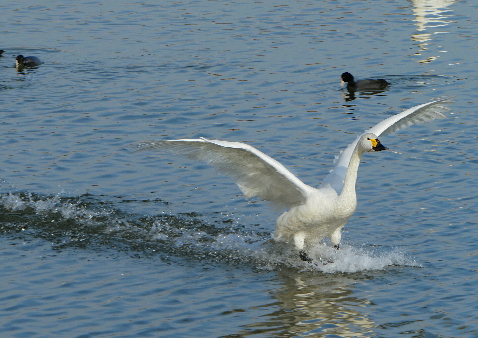 加西 水正池の白鳥 21 01 15 Senaojinのblog