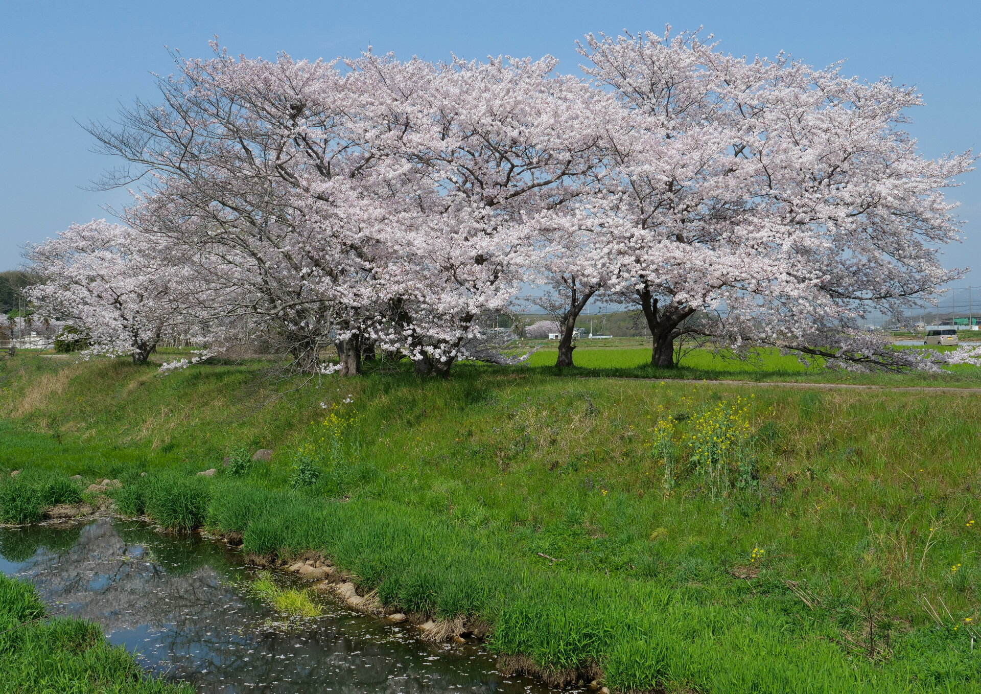 稲美町草谷の桜と芝桜 21 04 02 Senaojinのblog 稲美町草谷の桜と芝桜 21 04 02 Senaojinのblog