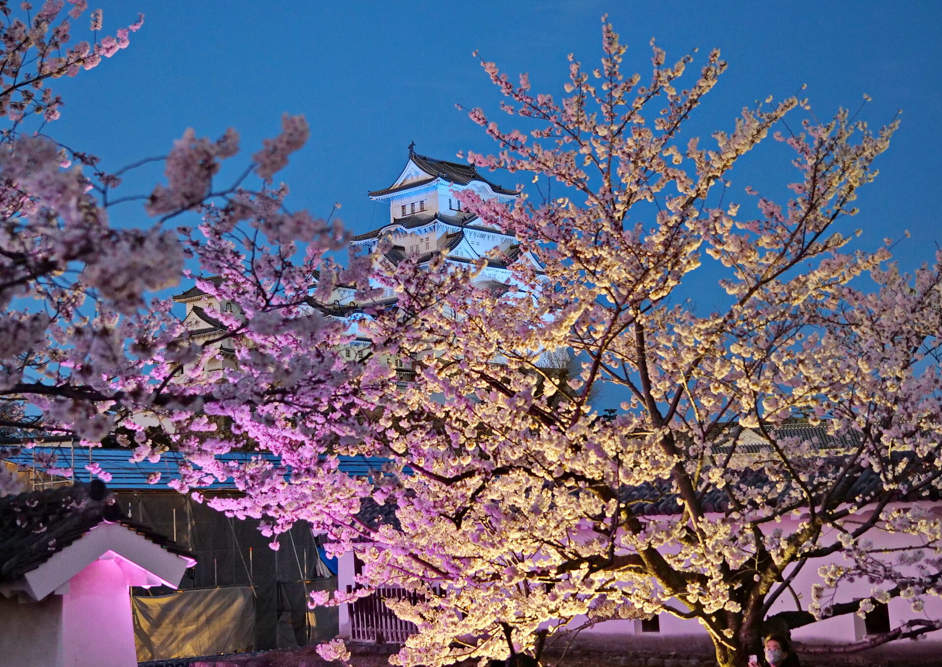 姫路城夜桜会 22 04 02 Senaojinのblog