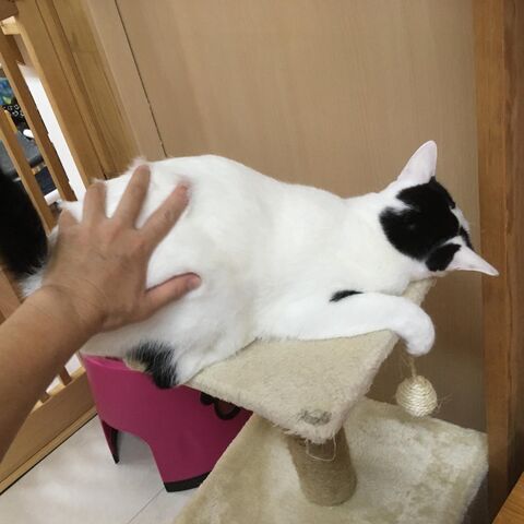 ハゲがある : 家をさがすのじゃ～～～～