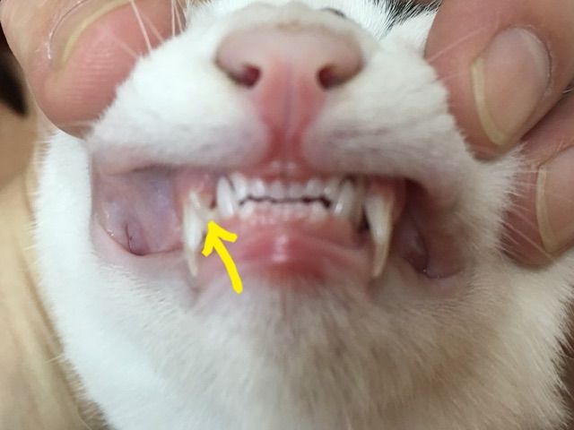 収集癖 家をさがすのじゃ 収集癖 家をさがすのじゃ