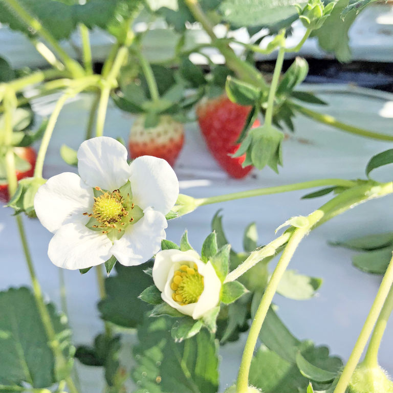 事前告知 12 23 土 千本松牧場 いちご園openのお知らせ ようこそ千本松牧場へ