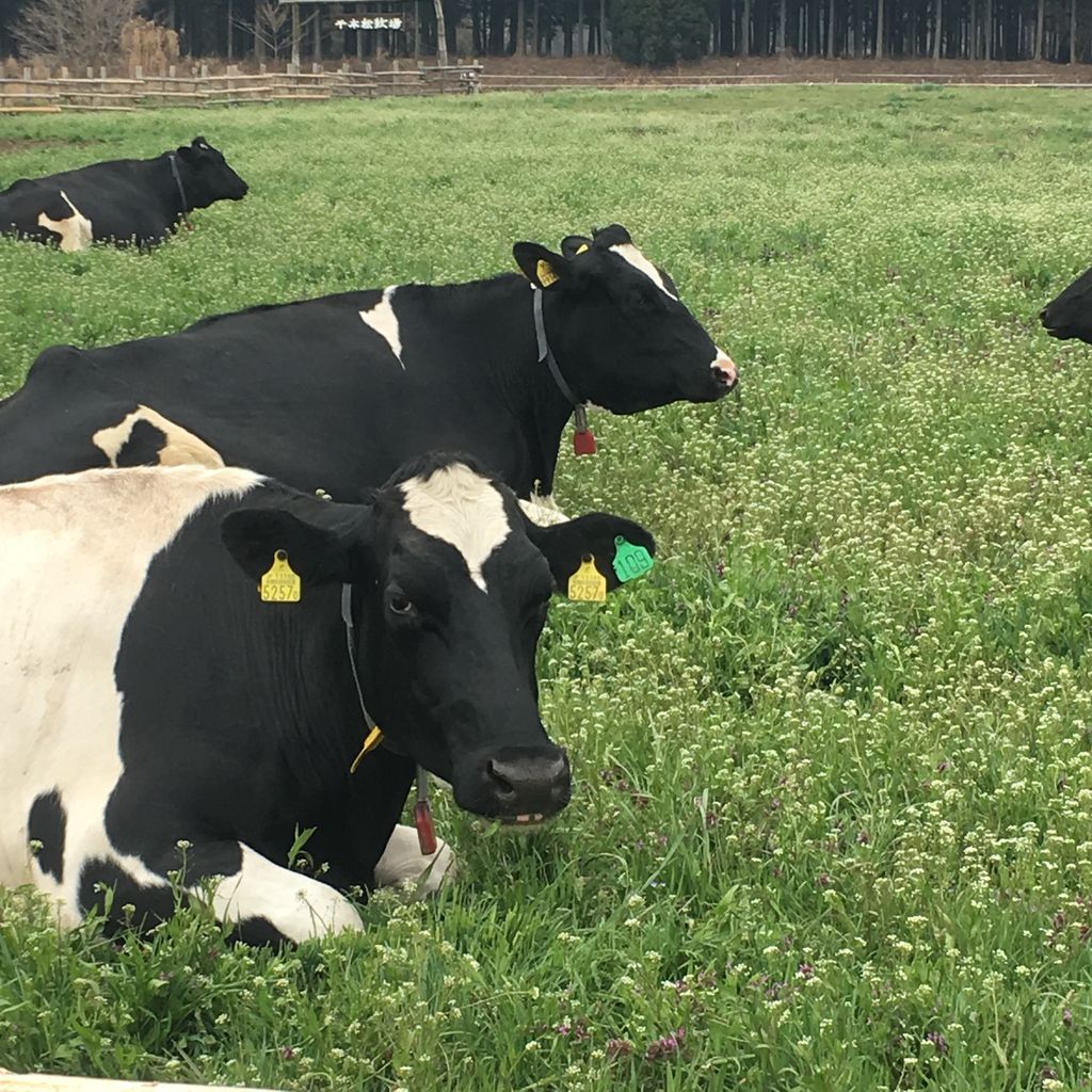 牛さんの放牧が始まりました ようこそ千本松牧場へ