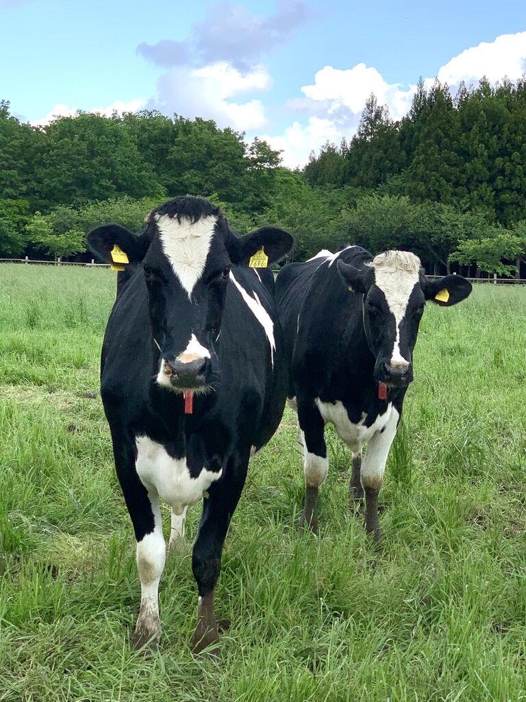 牛さんの放牧開始のお知らせ ようこそ千本松牧場へ