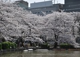 sinobazu