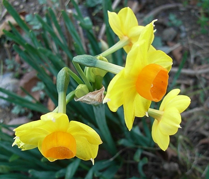 黄水仙 糸水仙 糸葉水仙 匂い水仙 新先代の独り言