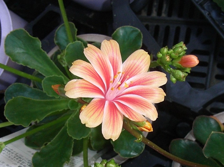 レイウシア 岩花火 新先代の独り言