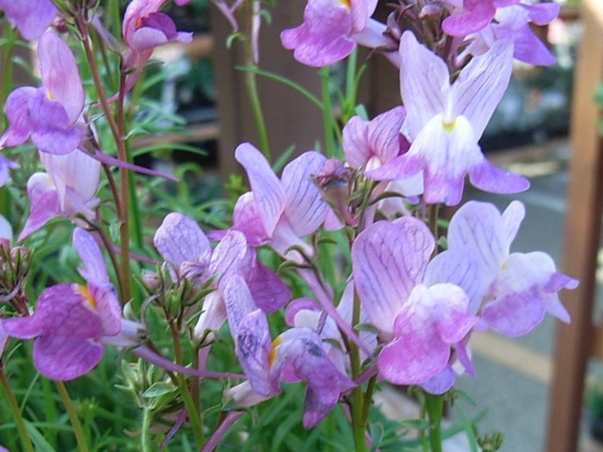 リナリア 姫金魚草 新先代の独り言