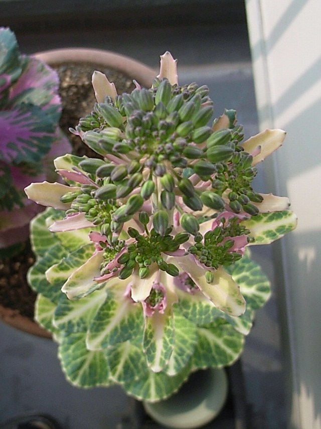葉牡丹 花キャベツ 新先代の独り言