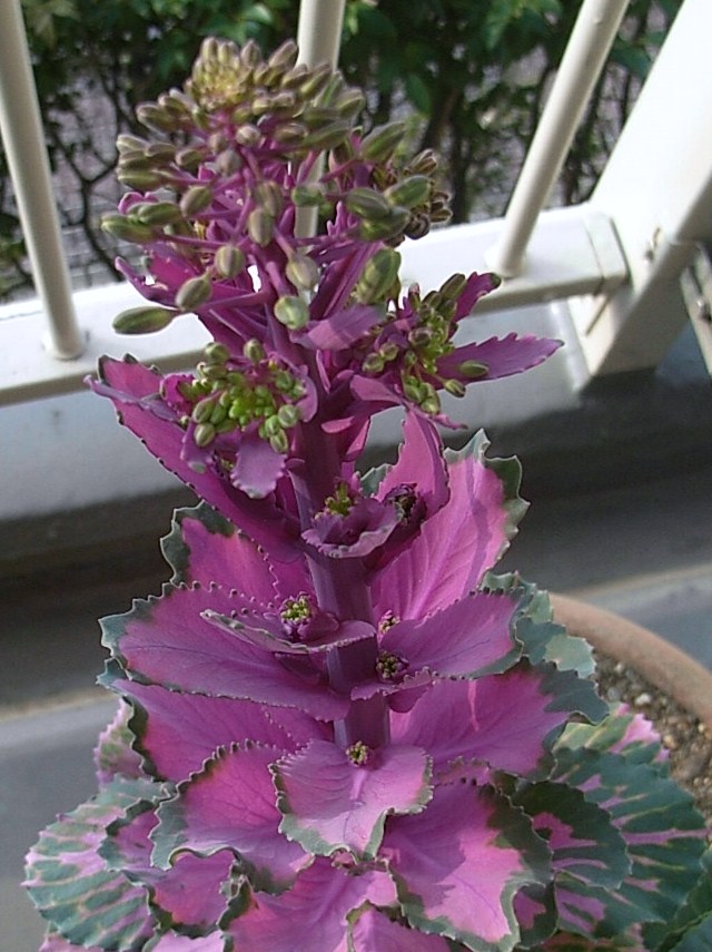 葉牡丹 花キャベツ 新先代の独り言