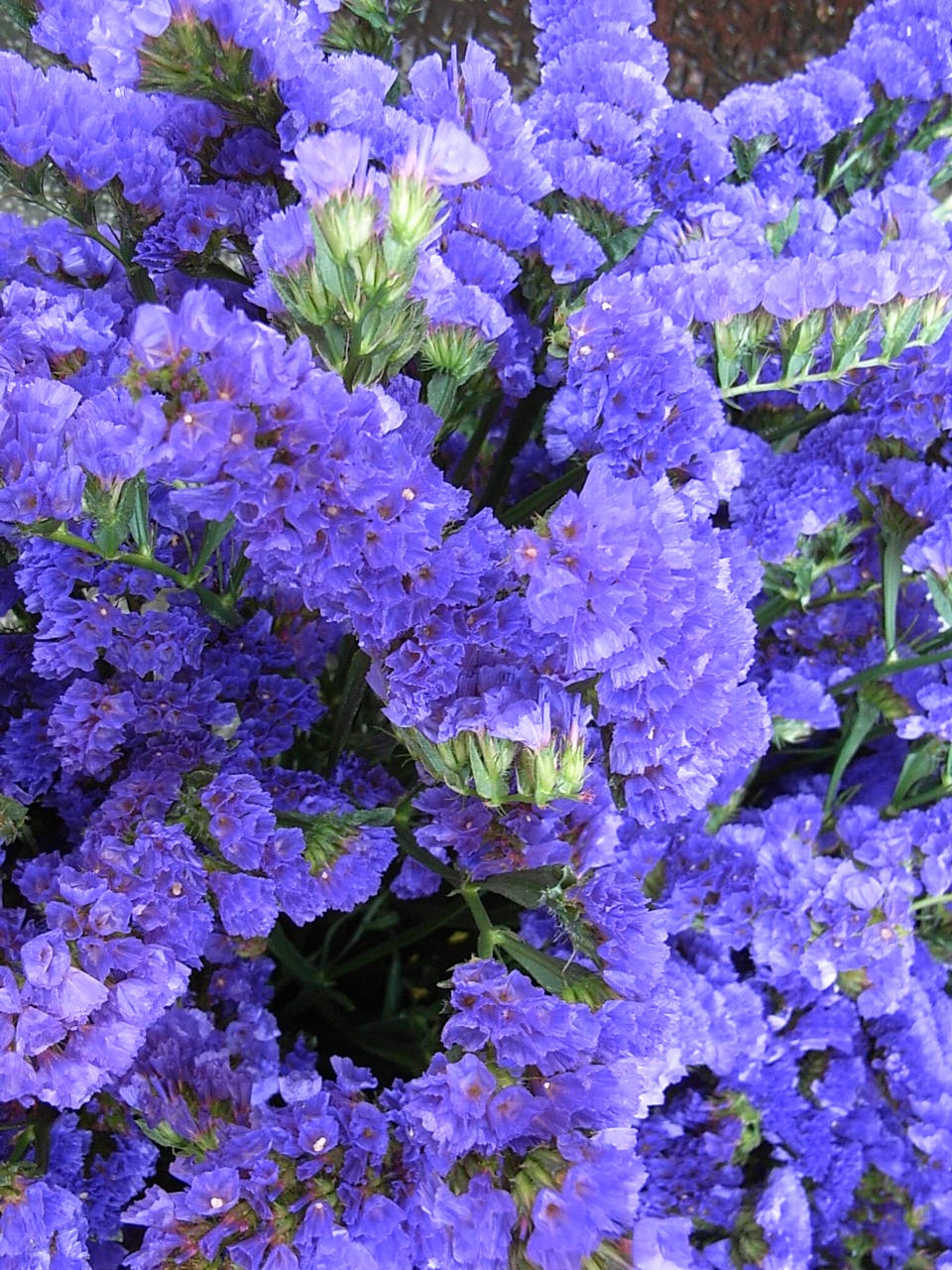 スターチス 先代の独り言 スターチス 先代の独り言