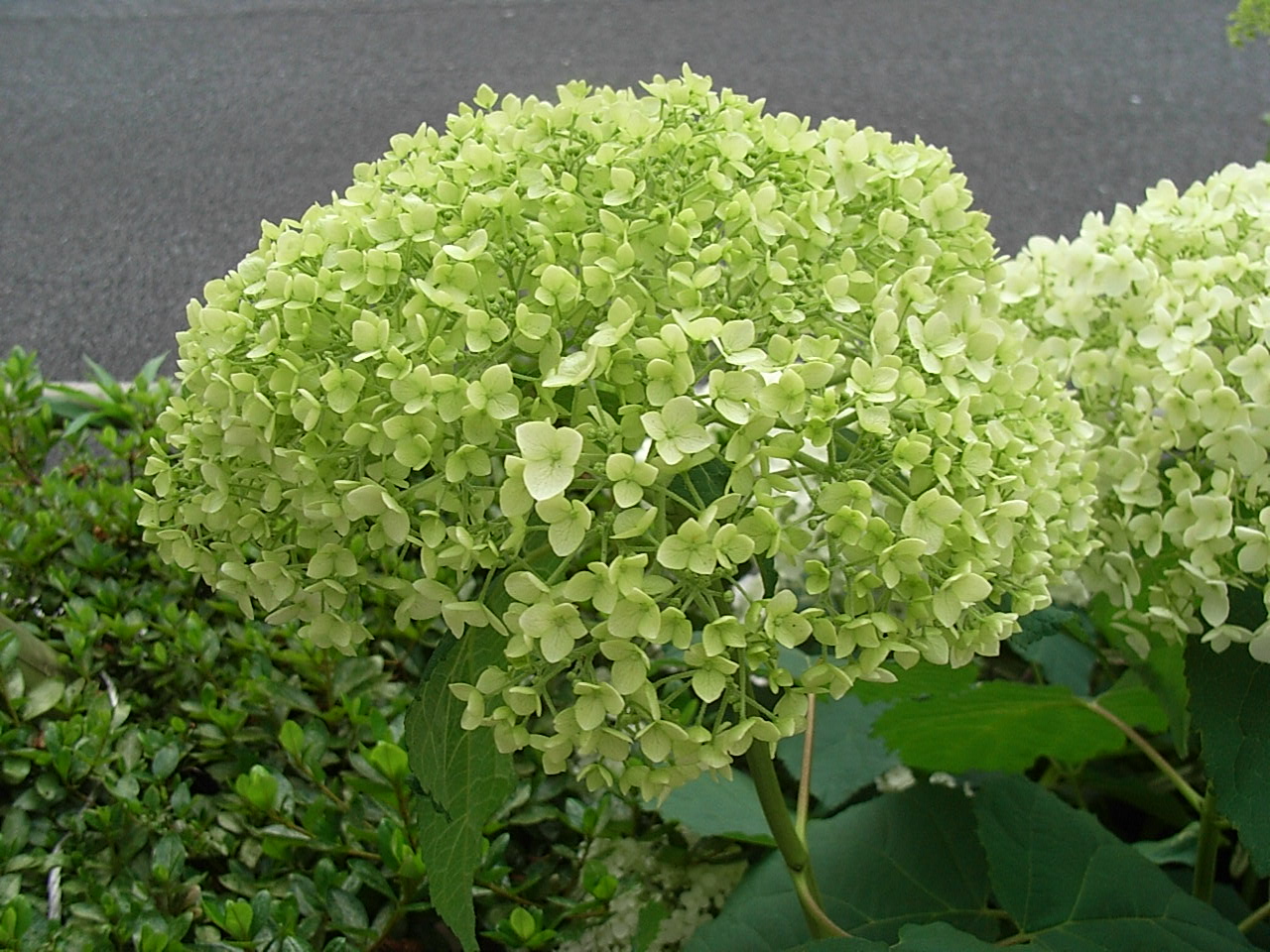 紫陽花 緑山紫陽花 先代の独り言
