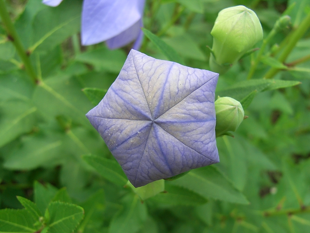 向島百花園 桔梗 蕾 先代の独り言