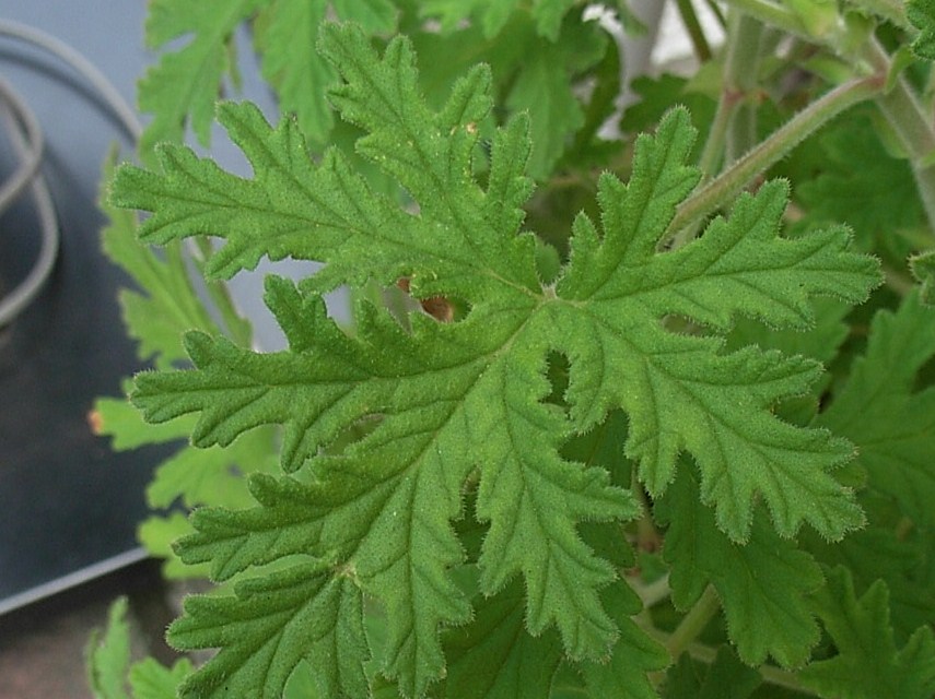 蚊取り草 先代の独り言