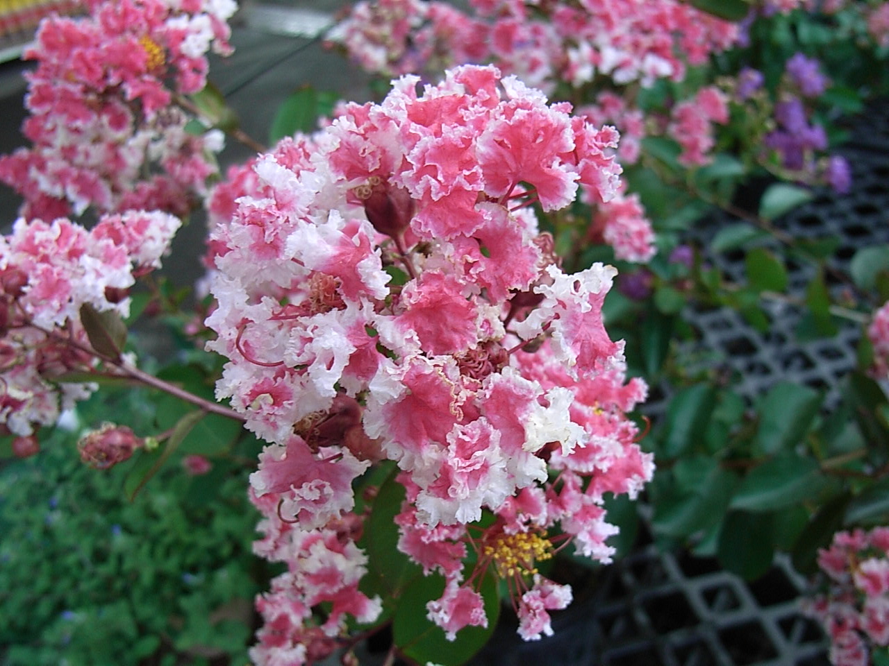 百日紅 ペパーミントレース 苗木 サルスベリ 夏祭り 苗 通販 苗木部 By