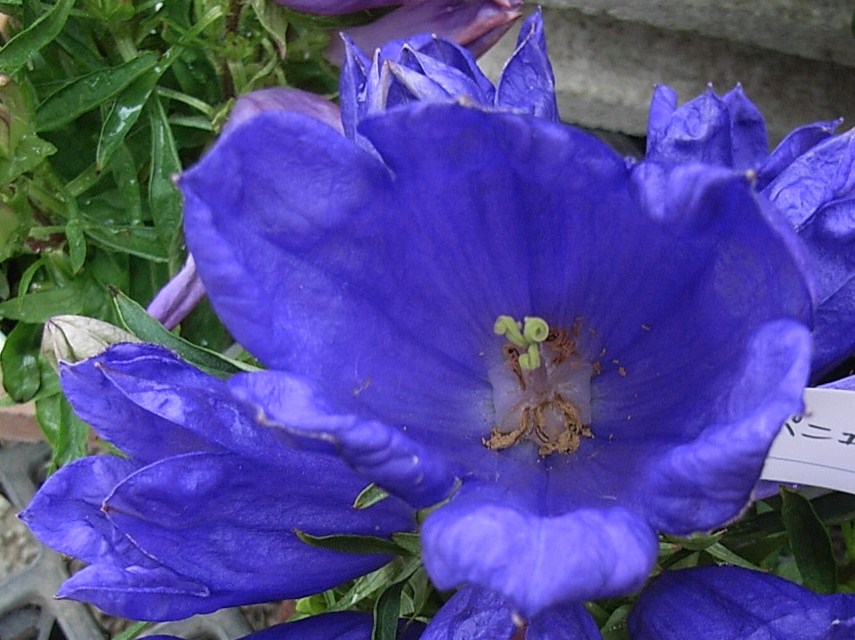 カンパニュラ 風鈴草 ベルフラワー 先代の独り言