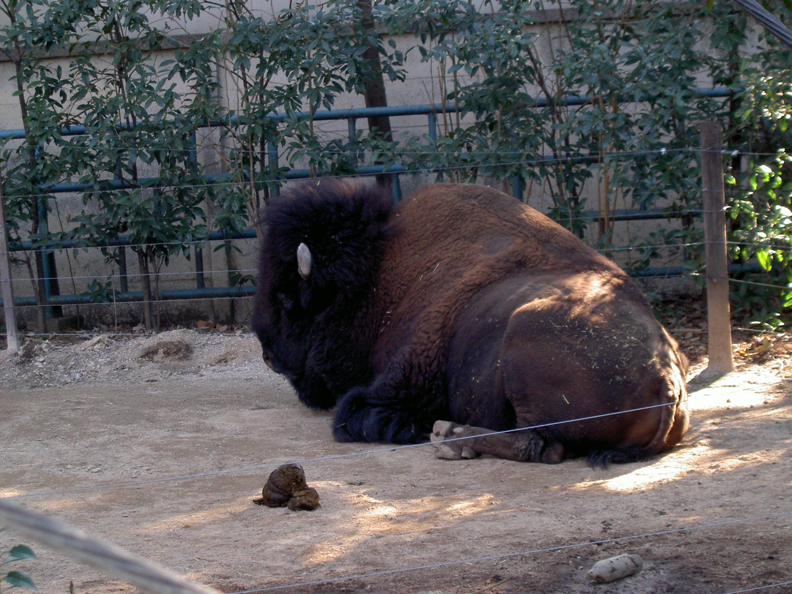 上野動物園 アメリカバイソン 先代の独り言