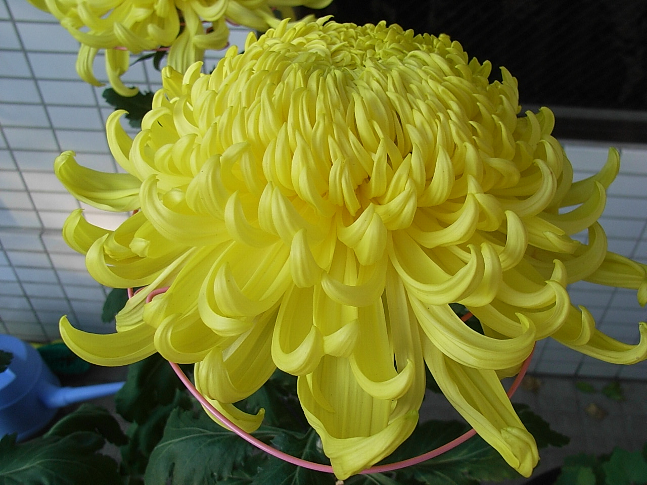 菊 大輪 一輪菊 先代の独り言