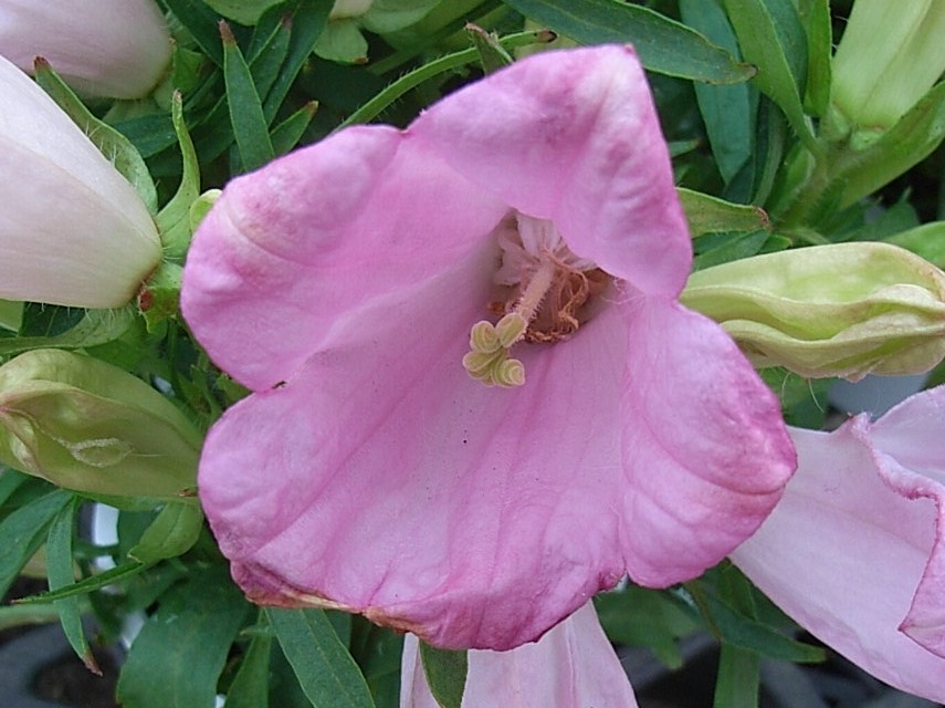 カンパニュラ 風鈴草 ベルフラワー 先代の独り言