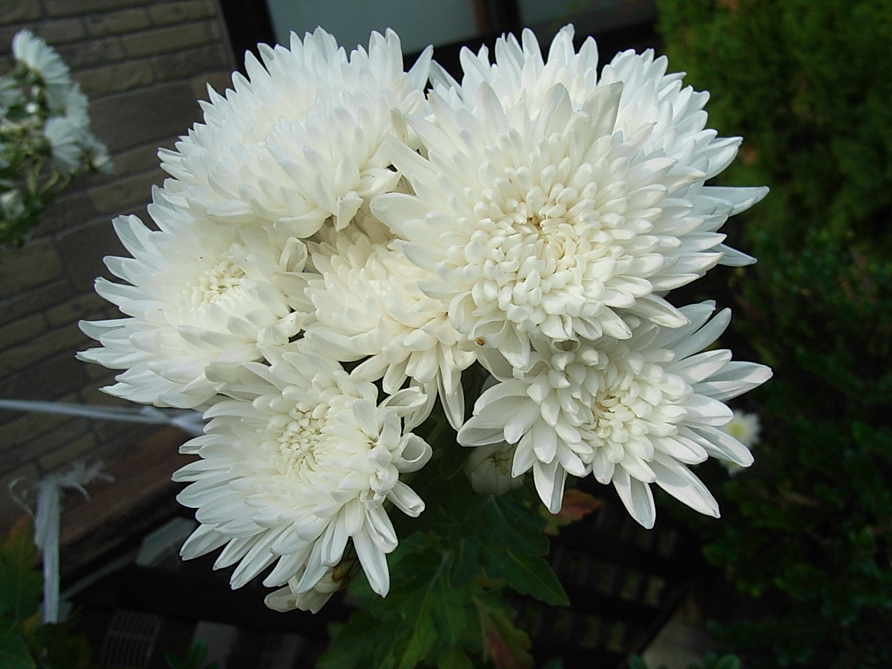 季節の言葉 寒菊 島寒菊 油菊 先代の独り言 季節の言葉 寒菊 島寒菊 油菊 先代の独り言