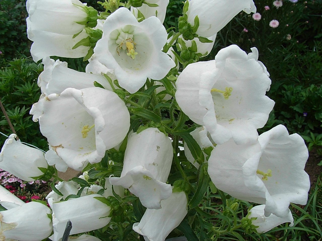釣鐘草 白 先代の独り言
