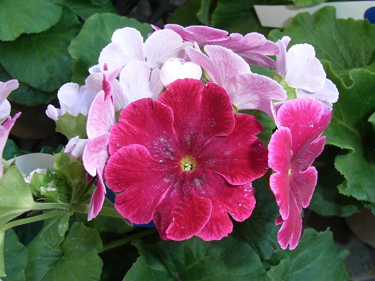 プリムラ オブコニカ 先代の独り言