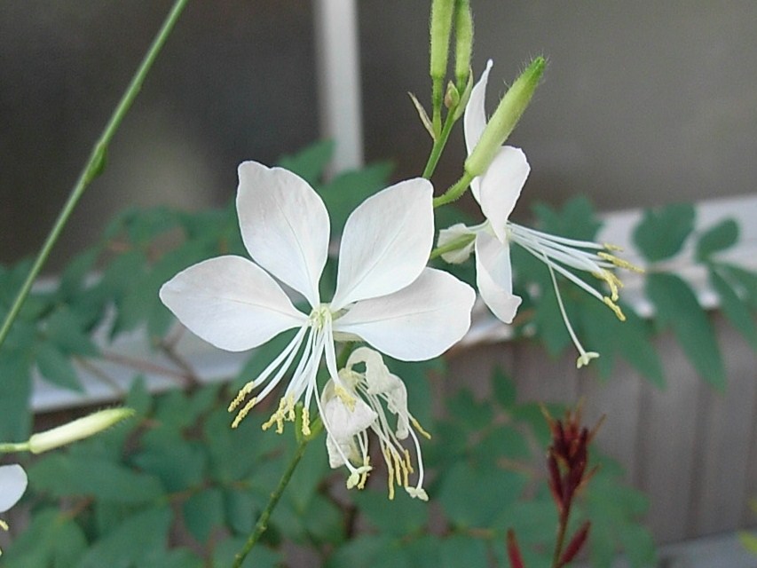 ガウラ 白蝶草 先代の独り言