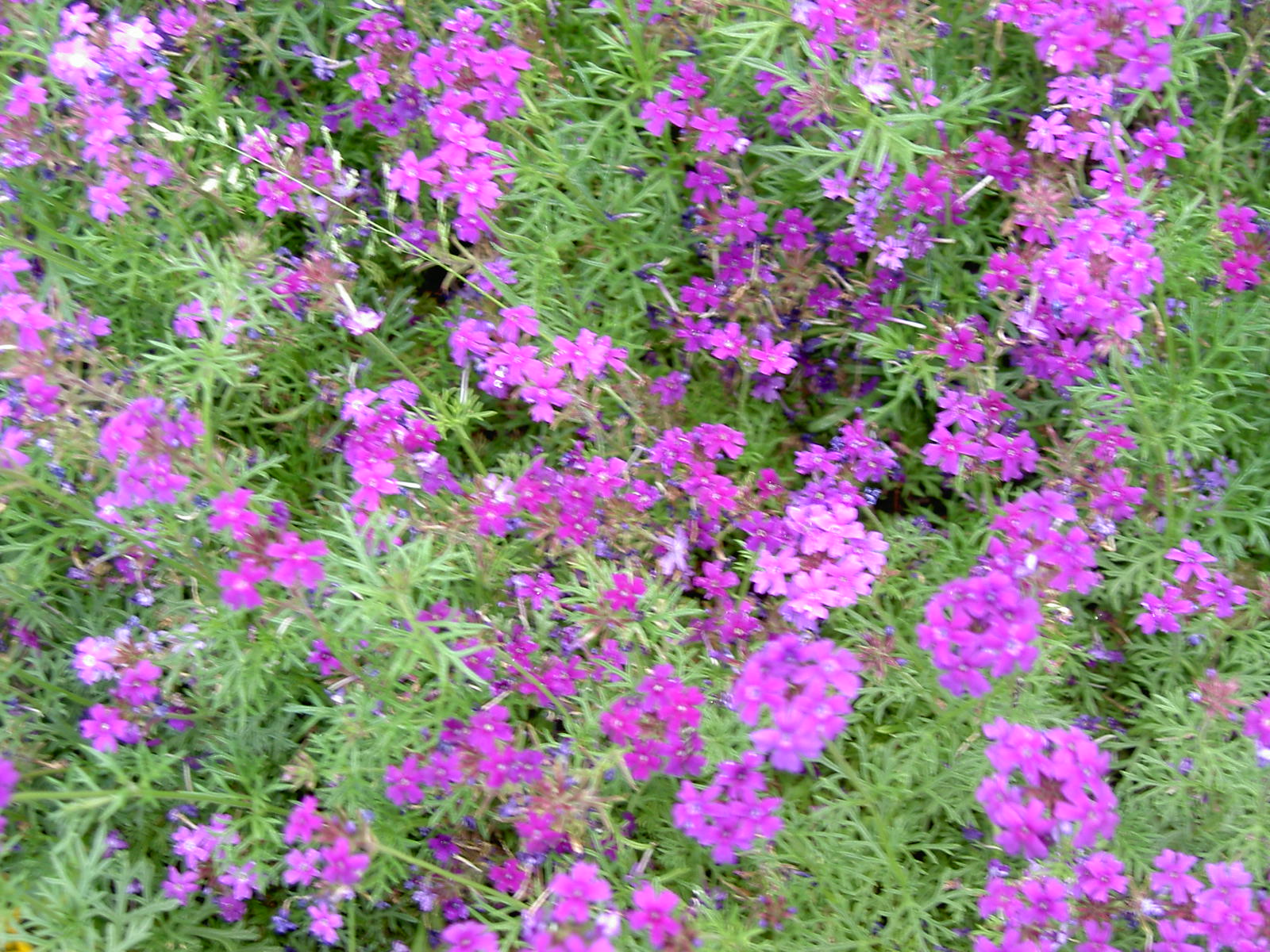 北海道 タピアン 先代の独り言