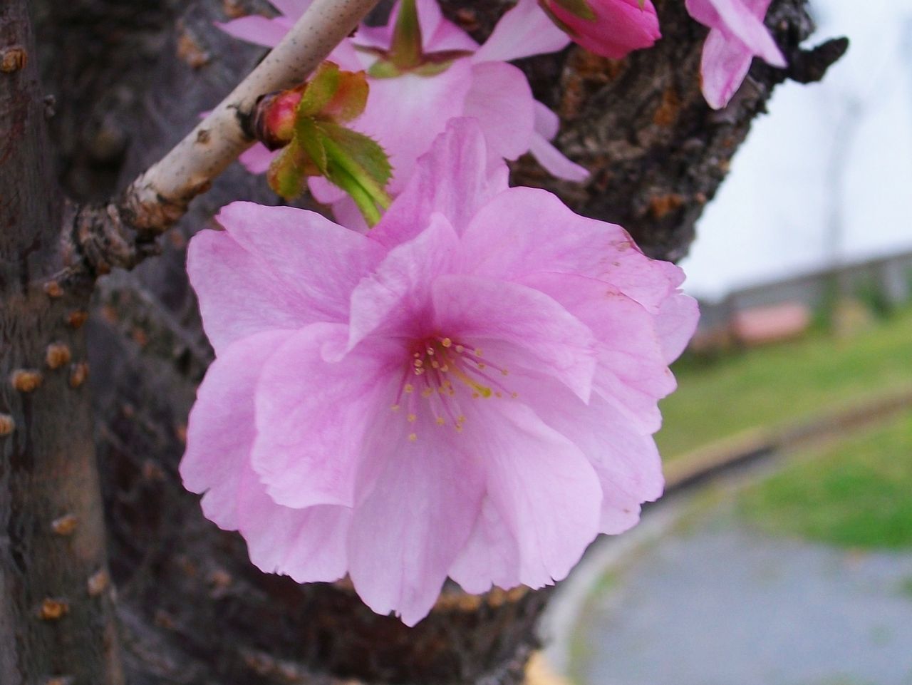 八重桜 里桜 牡丹桜 先代さるく