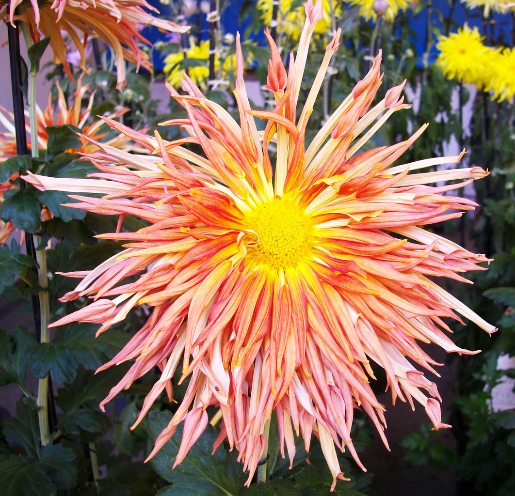 菊 江戸菊 狂い菊 芸菊 先代さるく