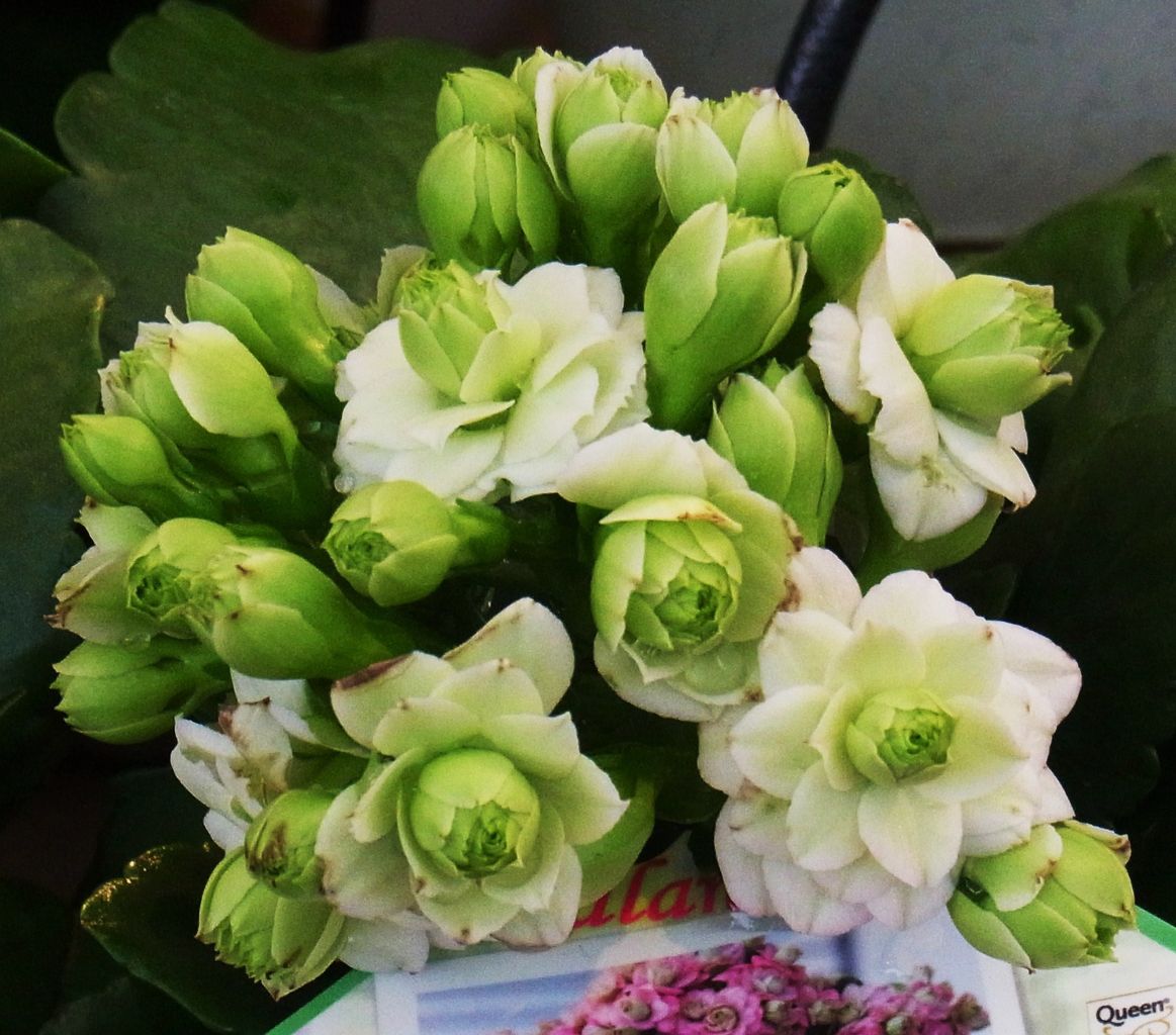 カランコエ クイーンローズ 先代さるく