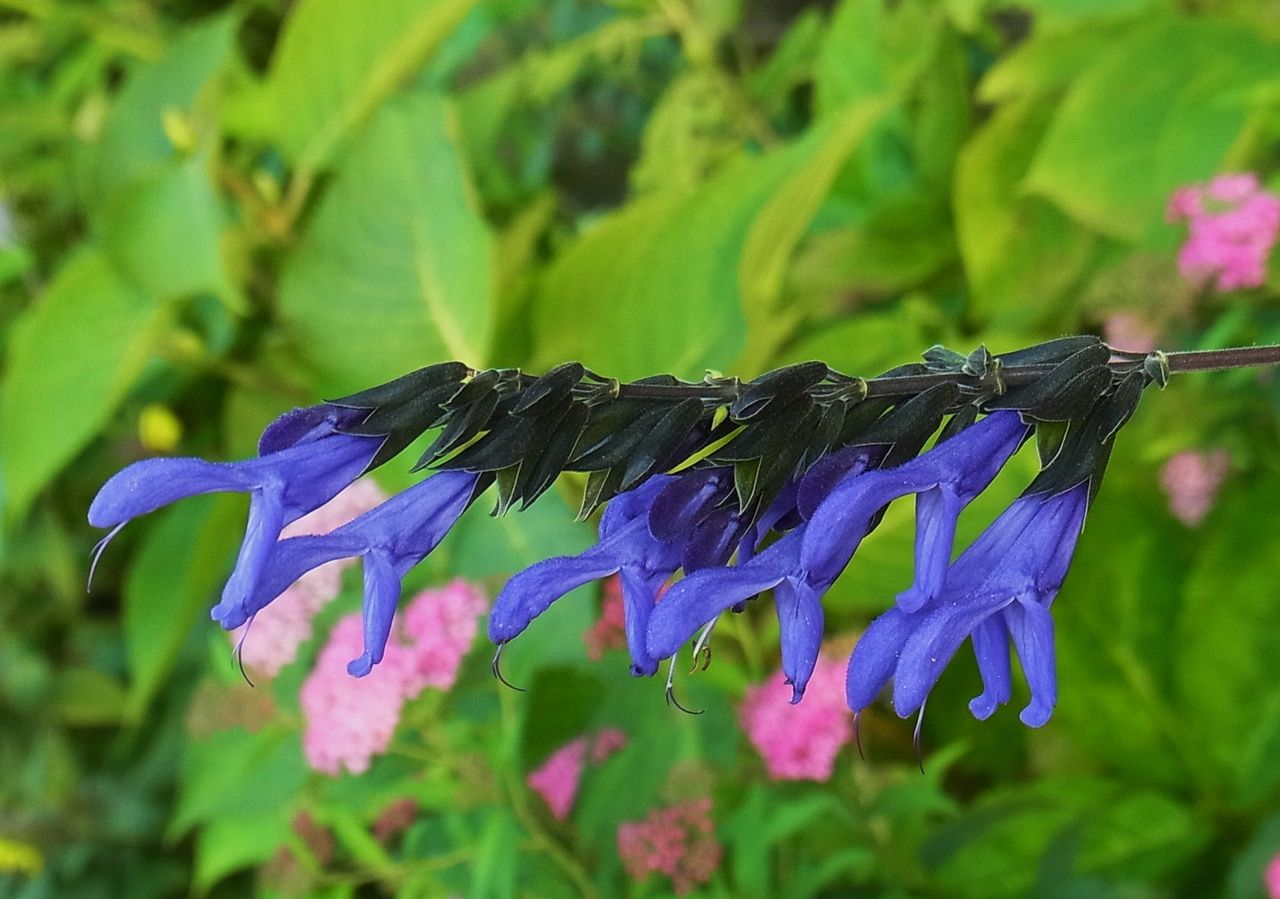 サルビア ガラニチカ メドーセージ 先代さるく