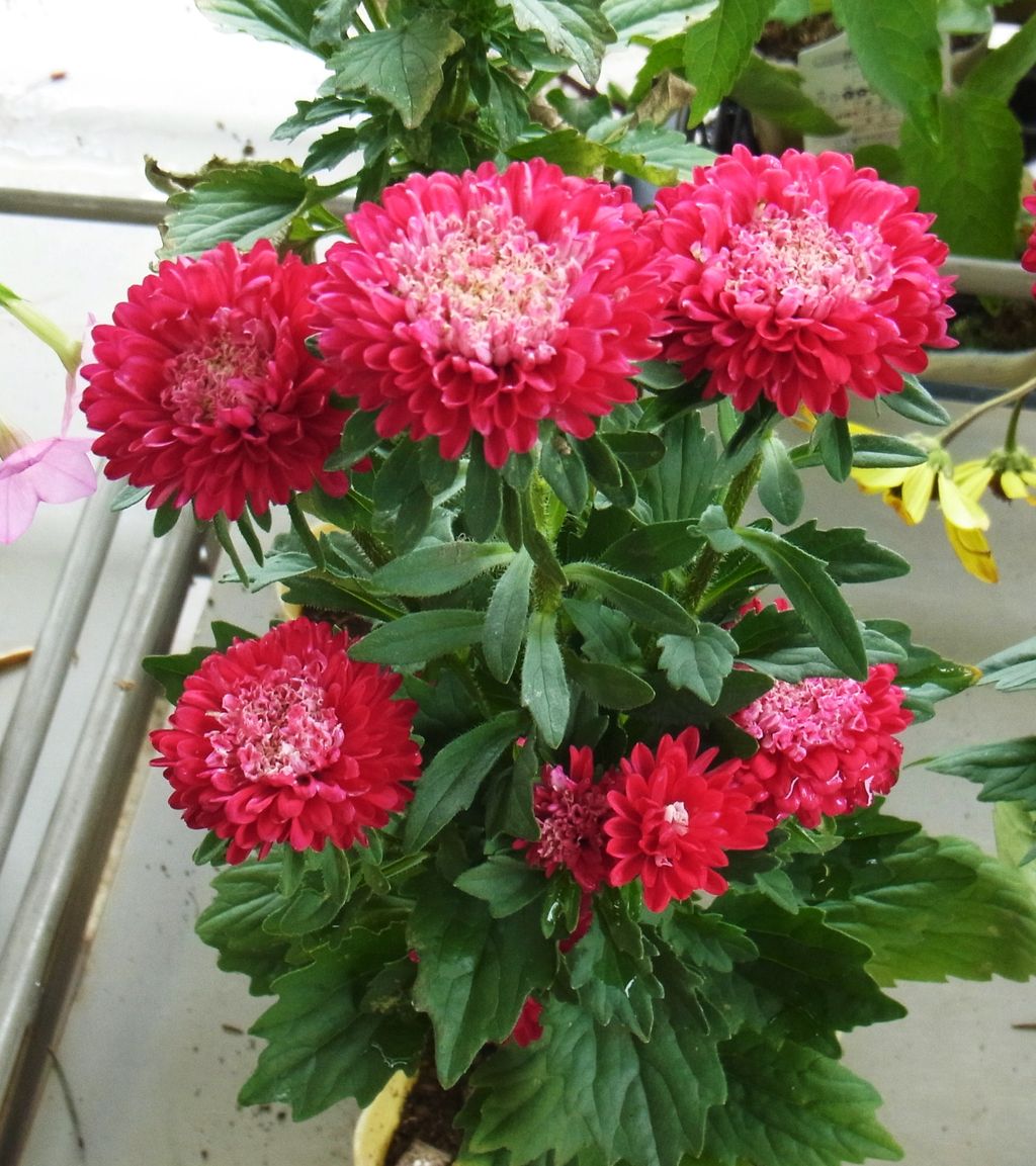 アスター 蝦夷菊 先代さるく