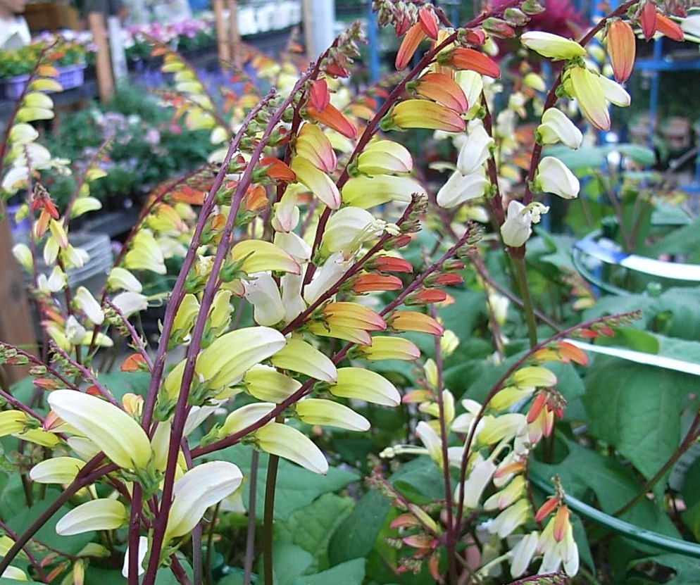 ミナロバータ 先代さるく