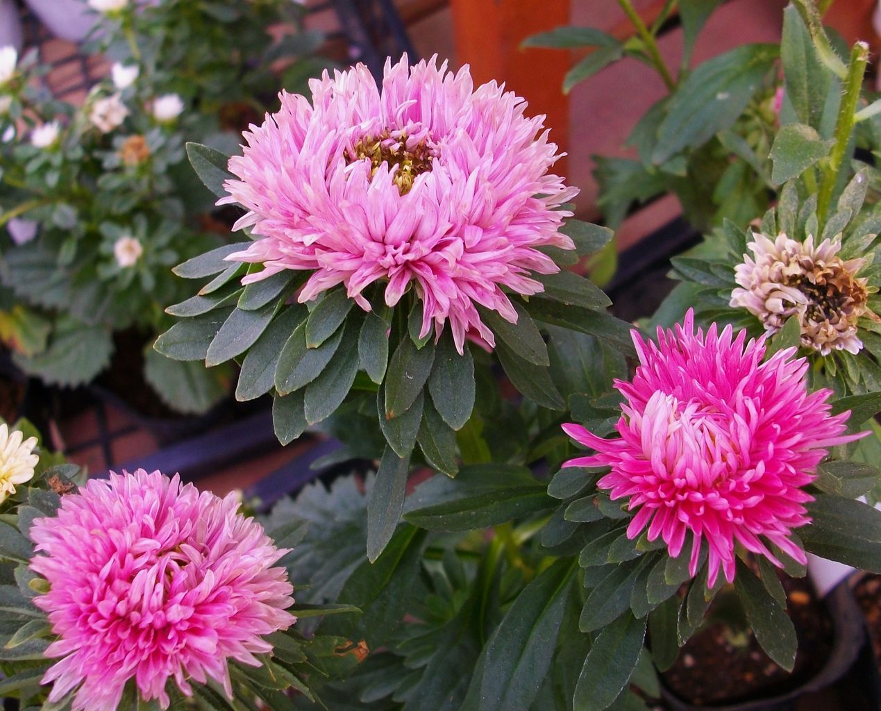 アスター 蝦夷菊 薩摩菊 チャイナアスター 先代さるく アスター 蝦夷菊 薩摩菊 チャイナアスター 先代さるく