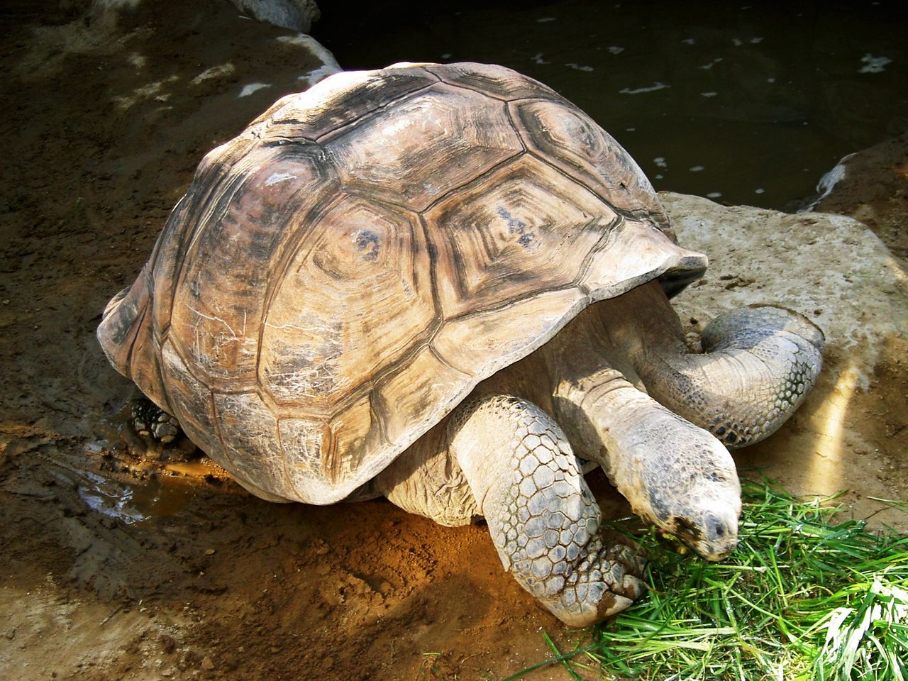 上野動物園 ガラパゴスゾウガメ 先代さるく 上野動物園 ガラパゴスゾウガメ 先代さるく