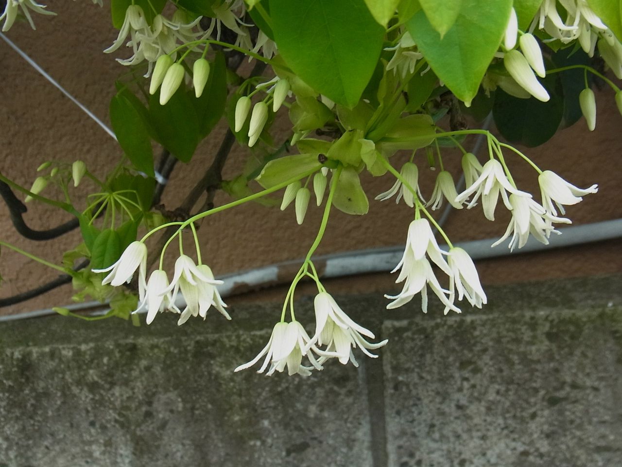 歳時記 春 郁子の花 うべの花 常盤あけび 先代さるく