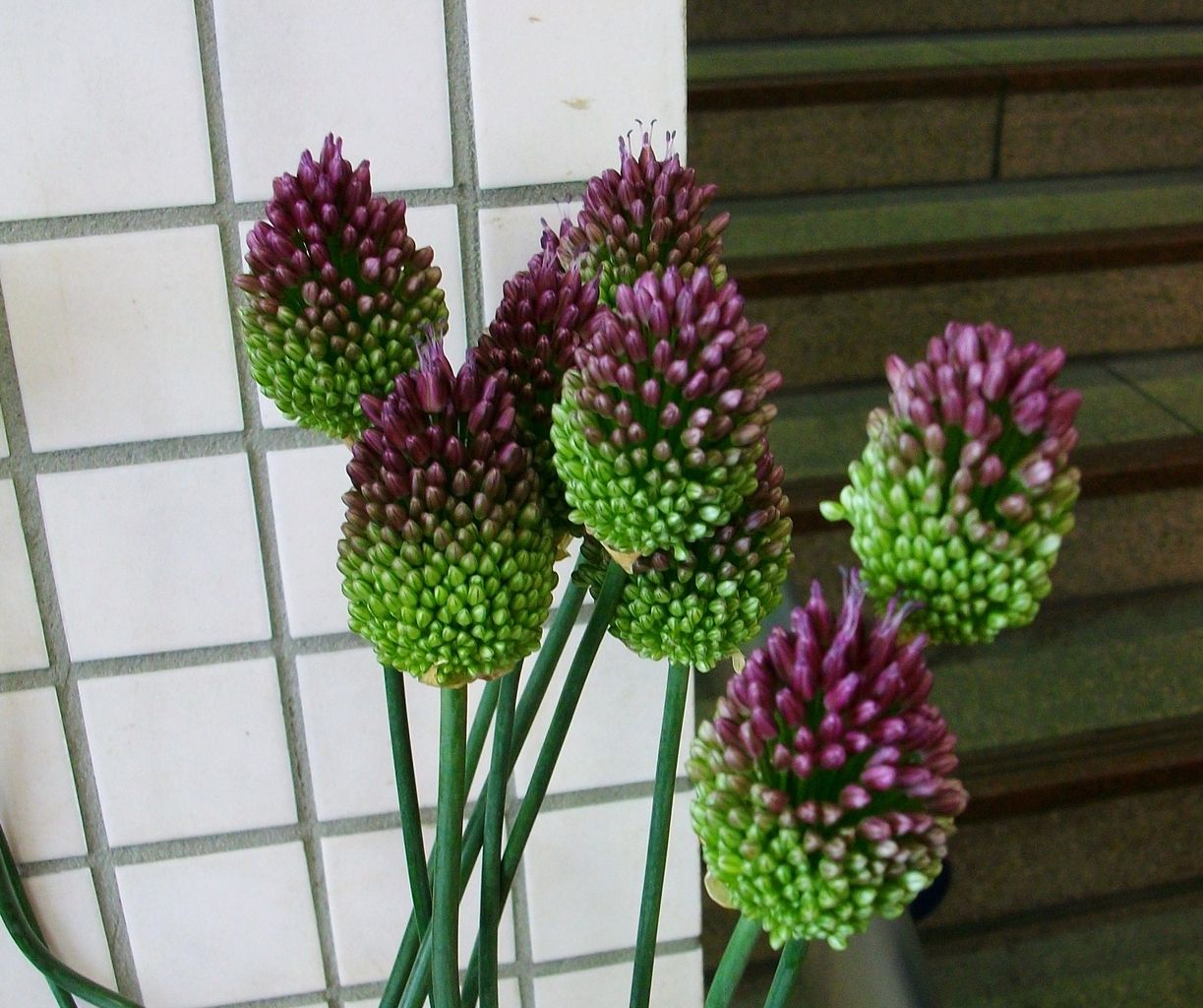 丹頂アリウム 先代さるく