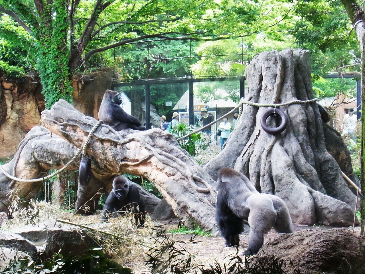 上野動物園 手長猿 と ゴリラ 先代さるく