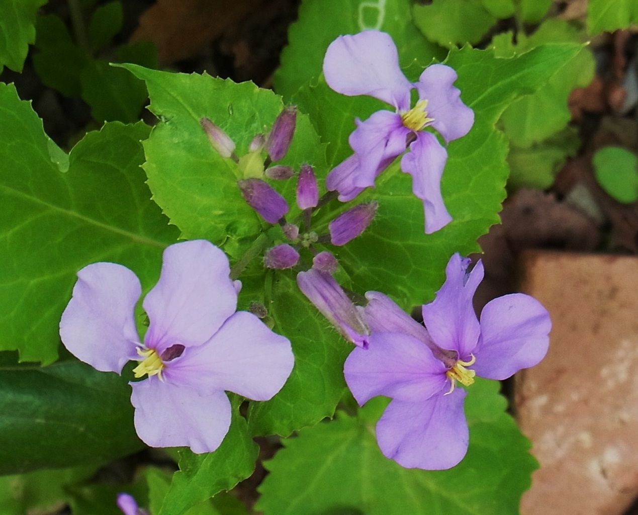 紫金草 紫花菜 花大根 諸葛采 大紫羅欄花 先代さるく