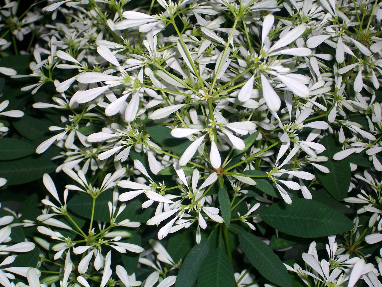 ユーフォルビア 白雪姫 先代さるく