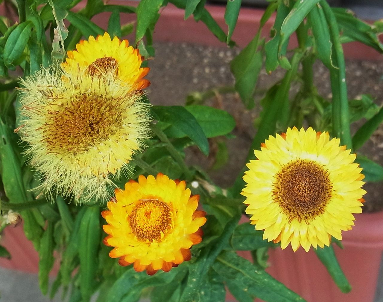 ヘリクリサム 麦藁菊 帝王貝細工 先代さるく
