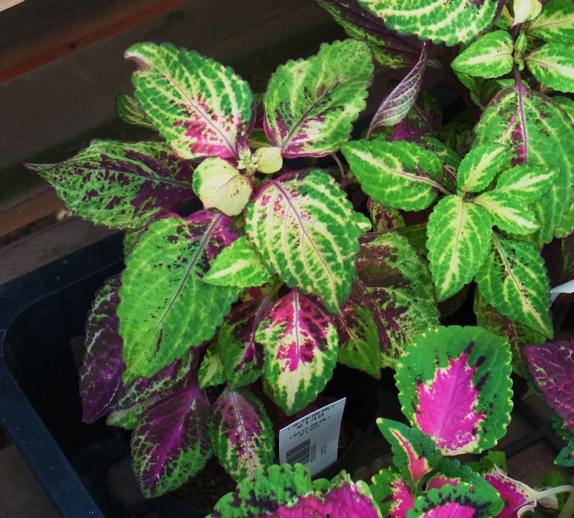 葉鶏頭 雁来紅 かまつか 先代さるく