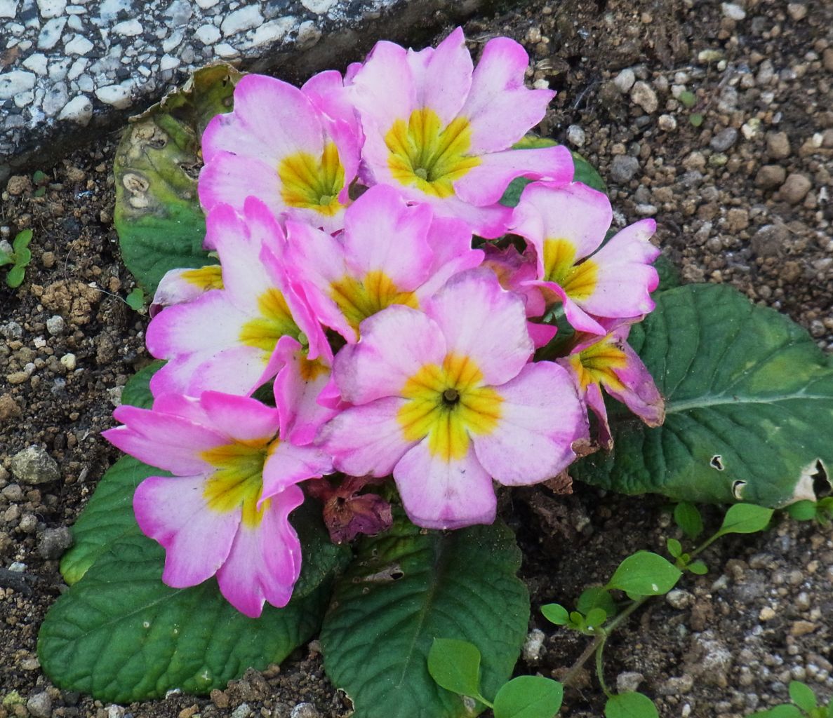 プリムラ ポリアンサ 九輪桜 先代さるく
