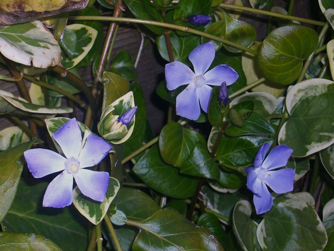 蔓日々草 蔓桔梗 ビンカ 先代さるく