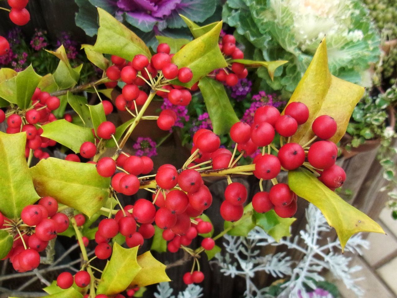 夢の島熱帯植物館 クリスマスホーリーと紅葉葉ゼラニューム 先代さるく