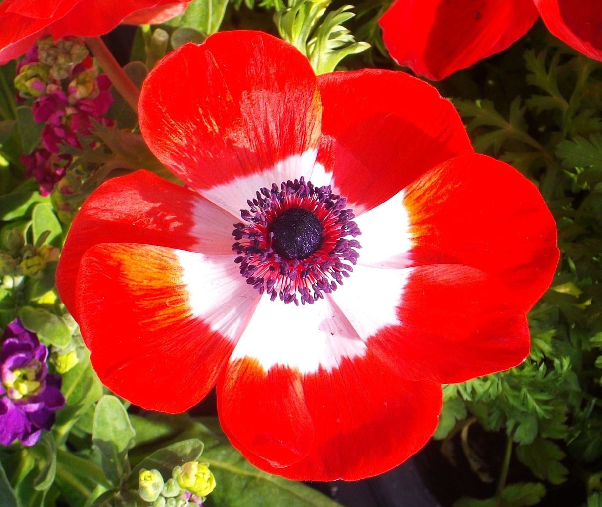 アネモネ 牡丹一華 花一華 紅花翁草 先代さるく アネモネ 牡丹一華 花一華 紅花翁草 先代さるく